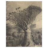 Antique Dracaena Draco Dragon Tree Engraving Print by J.J. Williams