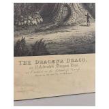 Antique Dracaena Draco Dragon Tree Engraving Print by J.J. Williams