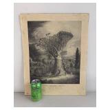 Antique Dracaena Draco Dragon Tree Engraving Print by J.J. Williams