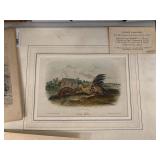 Mixed Art Print Lot w/ Audubon Quadrupeds, Framed Floral & Folk Art