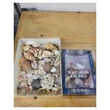 Seashells Assortment - Mixed Ocean Shells with Coral Fragments