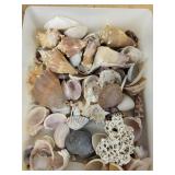 Seashells Assortment - Mixed Ocean Shells with Coral Fragments