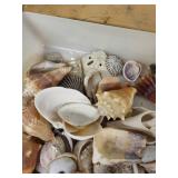 Seashells Assortment - Mixed Ocean Shells with Coral Fragments