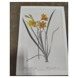 Five Pieces of Floral Art - Not Framed