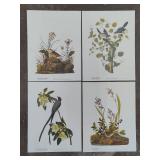 Assorted Bird Prints - Not Framed