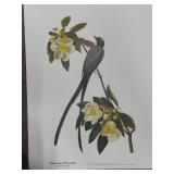 Assorted Bird Prints - Not Framed
