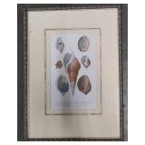 Asst Shell Framed Art Pcs