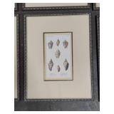 Asst Shell Framed Art Pcs