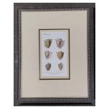 Asst Shell Framed Art Pcs