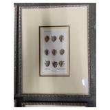 Asst Shell Framed Art Pcs