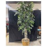 Ficus Benjamina Indoor Tree in Woven Basket Pot with String Lights