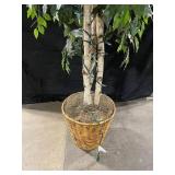 Ficus Benjamina Indoor Tree in Woven Basket Pot with String Lights