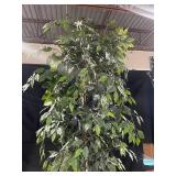 Ficus Benjamina Indoor Tree in Woven Basket Pot with String Lights