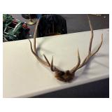 Set of elk antlers