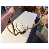 Set of elk antlers