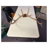 Set of elk antlers