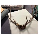 Set of elk antlers