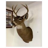 6 Pt. Wall mount buck
