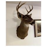 6 Pt. Wall mount buck