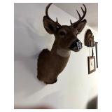 8 Pt. Wall mount buck