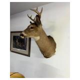8 Pt. Wall mount buck