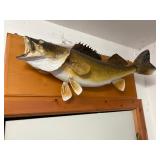 Walleye Mount on wooden plaque