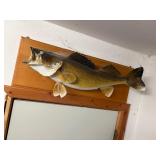Walleye Mount on wooden plaque