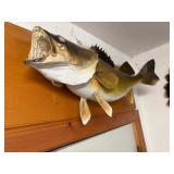 Walleye Mount on wooden plaque