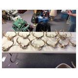 Large lot of deer antlers