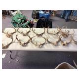 Large lot of deer antlers