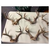 Large lot of deer antlers