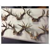 Large lot of deer antlers