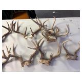 Large lot of deer antlers