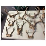 Large lot of deer antlers