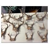 Large lot of deer antlers
