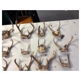Large lot of deer antlers
