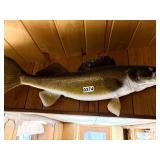 Walleye fish mount