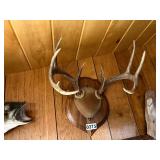 Large whitetail rack on wooden plaque