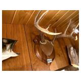 Large whitetail rack on wooden plaque