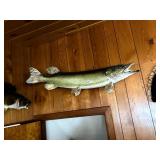 Northern pike fish mount