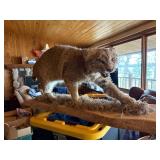 Bobcat mount
