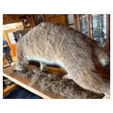 Bobcat mount