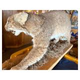 Bobcat mount