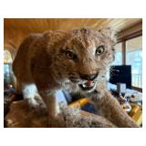 Bobcat mount