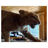 Bobcat mount