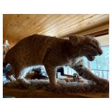 Bobcat mount
