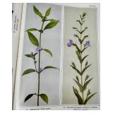 Vintage Wild Flowers Field Guide, Glass Hummingbird Feeders (2) & Crystal Hummingbird Ornament