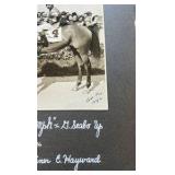 1940 hasty triumph horse racing photograph