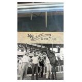 1955 tiger cat horse racing photograph