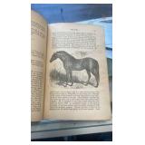 1871 the horse in the stable and the field book